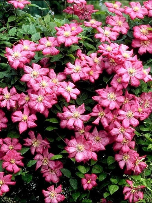 Clematis 'Ville De Lyon' 4 Clematis 'Ville De Lyon' - Image 2