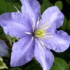 Clematis 'Mrs. Cholmondeley' -Gartenserien Laden waldrebe cholmondeley 1280x1280