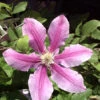 Clematis 'Dr.Ruppel' -Gartenserien Laden waldrebe dr ruppel 1280x1280