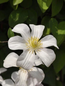 Clematis Viticella 'Huldine'