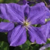 Clematis Jackmanii 1 Clematis Jackmanii -Gartenserien Laden waldrebe jackmanii 1280x1280