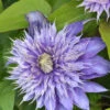 Clematis 'Multi Blue' -Gartenserien Laden waldrebe multi blue 1280x1280
