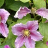 Clematis 'Piilu' -Gartenserien Laden waldrebe piilu 1280x1280
