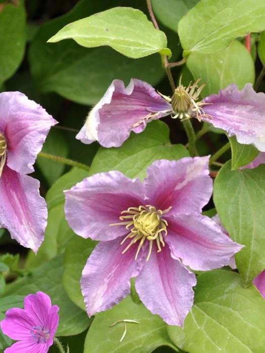 Clematis 'Piilu' 3 Clematis 'Piilu'