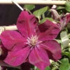 Clematis 'Rouge Cardinal' 2 Clematis 'Rouge Cardinal' -Gartenserien Laden waldrebe rouge cardinal 1280x1280