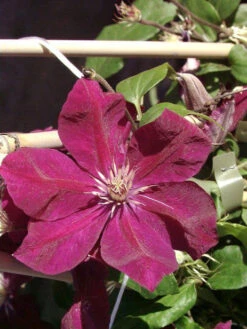 Clematis 'Rouge Cardinal'