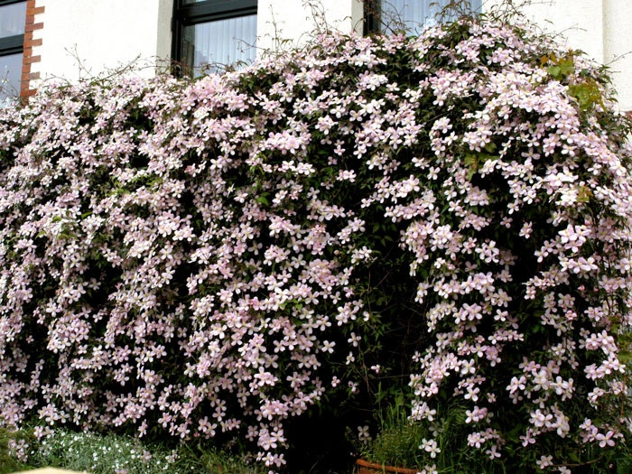 Clematis Montana 'Rubens', Anemonenwaldrebe 4 Clematis Montana 'Rubens', Anemonenwaldrebe - Image 2