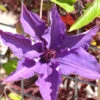 Clematis 'The President'