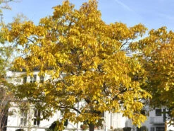 Juglans Regia, Walnuss-Sämling -Gartenserien Laden walnuss herbst55599aee85a48 1280x1280