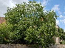 Juglans Regia, Walnuss-Sämling -Gartenserien Laden walnuss juglans regia 1 1280x1280