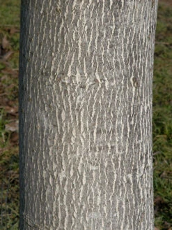 Juglans Regia, Walnuss-Sämling -Gartenserien Laden walnuss juglans regia 3 1280x1280