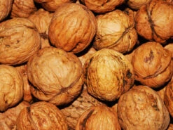 Juglans Regia, Walnuss-Sämling -Gartenserien Laden walnuss juglans regia 4 1280x1280