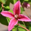 Clematis Texensis 'Princess Diana' -Gartenserien Laden walrebe princess diana 1280x1280