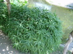 Pleioblastus Viridistriatus 'Vagans' (Sasaella Ramosa), Weichblättriger Zwergbambus -Gartenserien Laden weichblaettriger zwergbambus 1280x1280