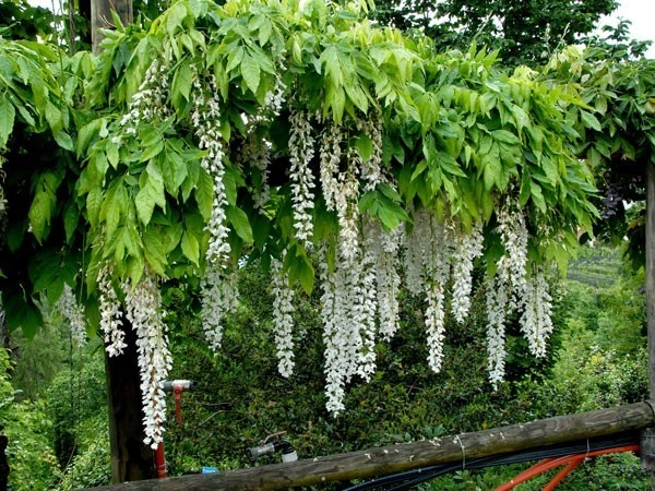 Wisteria Floribunda 'Longissima Alba', Blauregen 4 Wisteria Floribunda 'Longissima Alba', Blauregen - Image 2