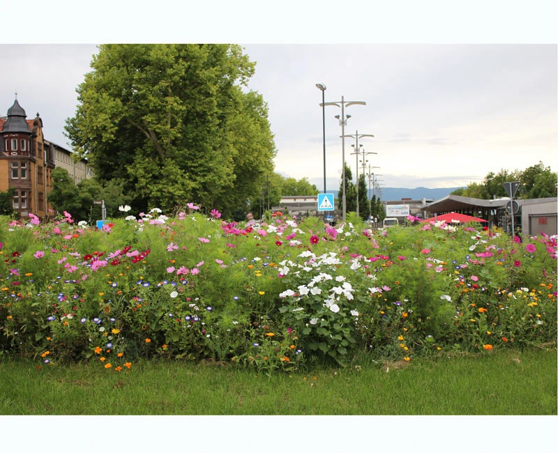 Blumenwiese - Werratal 4 Blumenwiese - Werratal - Image 2