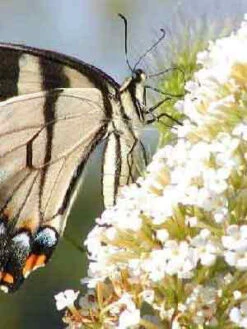 Stauden-Sortiment Für Den Weißen Garten 5 Sorten (12 Pflanzen)