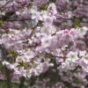Prunus Subhirtella 'Autumnalis', Schneekirsche