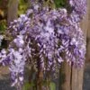 Wisteria Sinensis 'Prolific', Blauregen