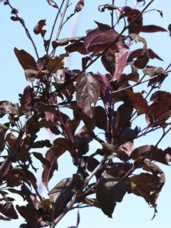 Malus 'Nicoline', Rotblättriger Zierapfel 7 Malus 'Nicoline', Rotblättriger Zierapfel -Gartenserien Laden zierapfel nicoline blatt 1280x1280