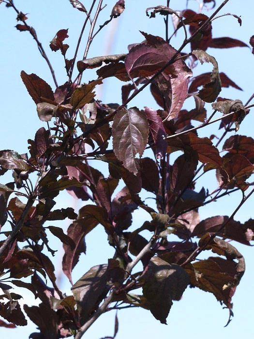 Malus 'Nicoline', Rotblättriger Zierapfel 5 Malus 'Nicoline', Rotblättriger Zierapfel – Bild 3