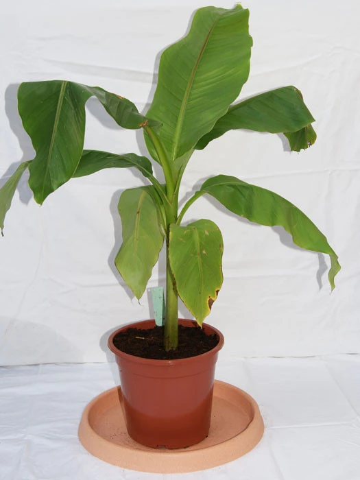 Musa Basjoo, Bananenpalme (-Staude), Japanische Faserbanane 3 Musa Basjoo, Bananenpalme (-Staude), Japanische Faserbanane