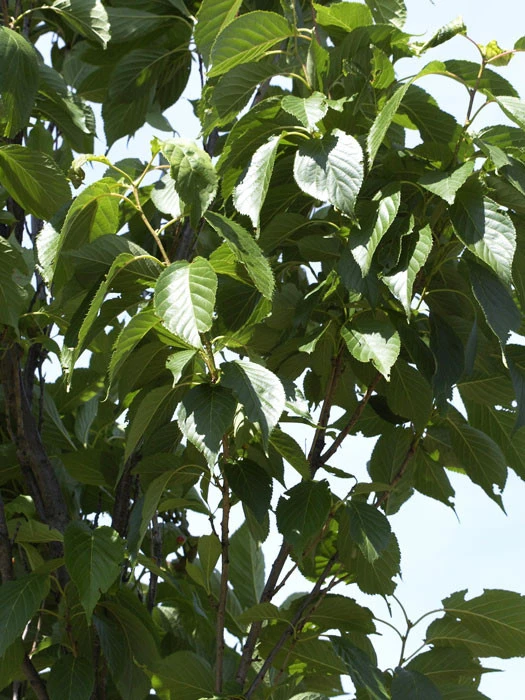 Prunus Serrulata 'Amanogawa', Säulenzierkirsche 4 Prunus Serrulata 'Amanogawa', Säulenzierkirsche - Image 2