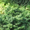 Abies Balsamea 'Nana', Zwerg-Balsamtanne -Gartenserien Laden zwerg balsamtanne 1280x1280