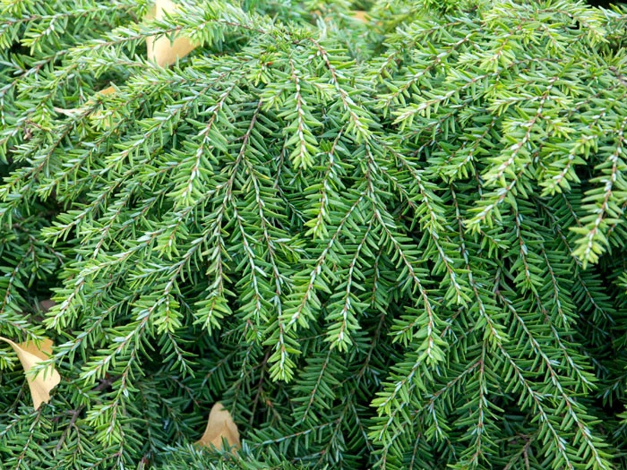 Tsuga Canadensis 'Jeddeloh', Zwerg-Hemlocktanne 4 Tsuga Canadensis 'Jeddeloh', Zwerg-Hemlocktanne – Bild 2