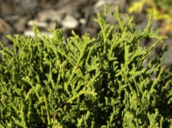 Gartenserien Laden -Gartenserien Laden zwerg kugellebensbaum danica 1280x1280