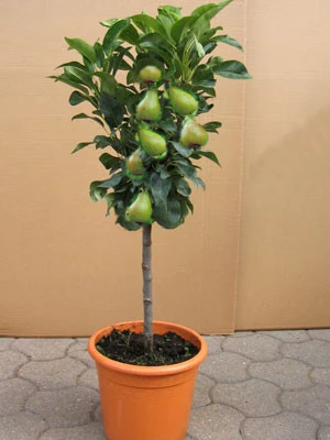 Zwergbirne 'Garden Beauty' ®, Pyrus Communis 'Garden Beauty' 3 Zwergbirne 'Garden Beauty' ®, Pyrus Communis 'Garden Beauty'