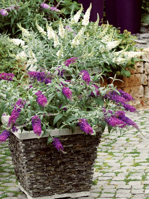 Buddleja Buzz-Hybride 'Velvet', Zwerg-Sommerflieder 4 Buddleja Buzz-Hybride 'Velvet', Zwerg-Sommerflieder – Bild 2