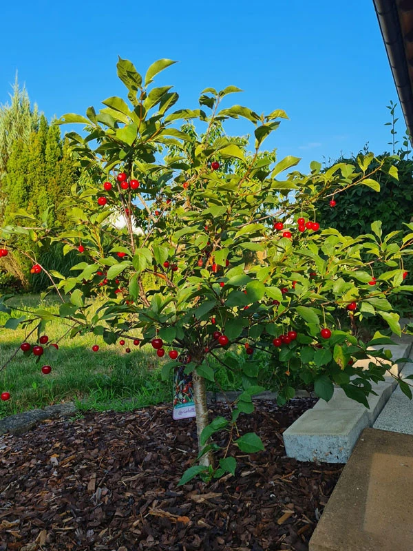 Zwerg-Sauerkirsche 'Griotella', Prunus Cerasus 'Griotella' 4 Zwerg-Sauerkirsche 'Griotella', Prunus Cerasus 'Griotella' - Image 2