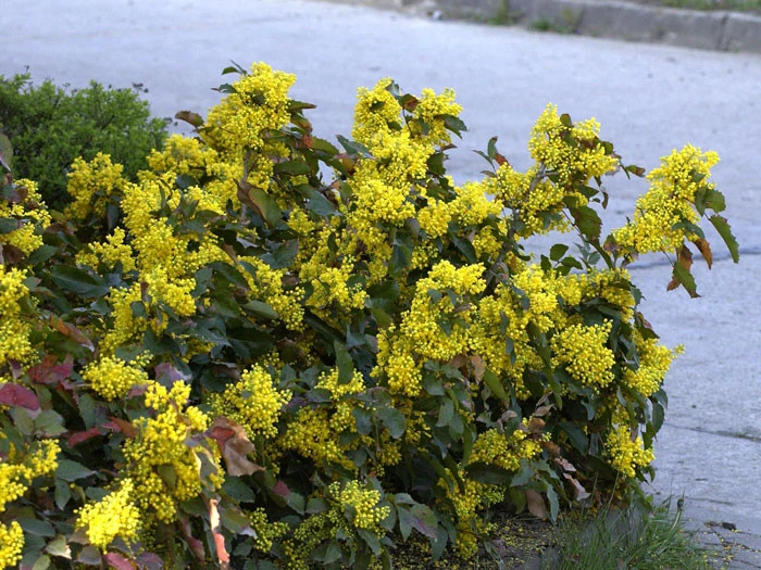 Mahonia Aquifolium 'Apollo', Zwergmahonie 4 Mahonia Aquifolium 'Apollo', Zwergmahonie - Image 2