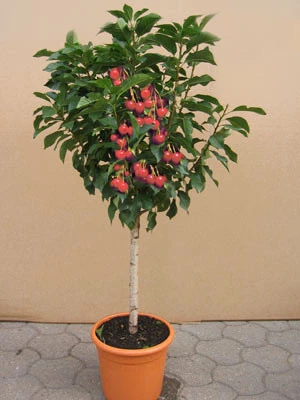 Zwerg-Sauerkirsche 'Griotella', Prunus Cerasus 'Griotella' 3 Zwerg-Sauerkirsche 'Griotella', Prunus Cerasus 'Griotella'