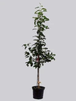 Zwetsche President 5 Zwetsche President -Gartenserien Laden zwetsche president topf 1280x1280