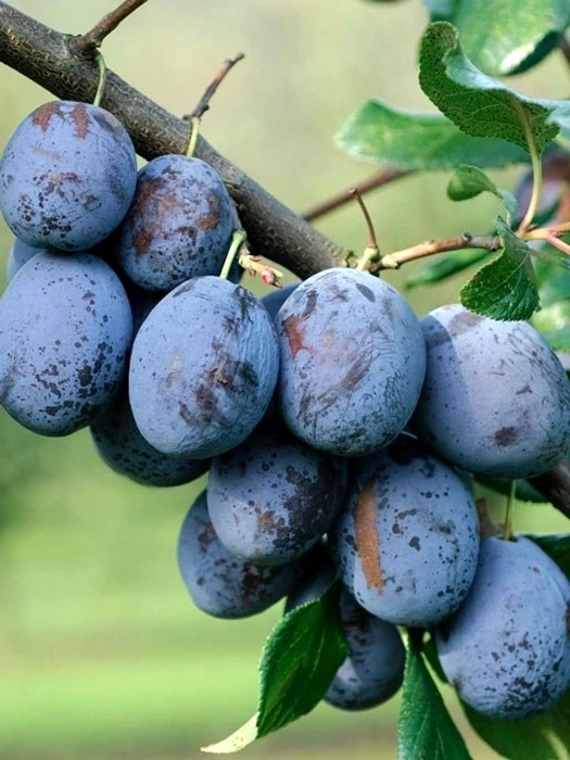 Zwetsche President 3 Zwetsche President