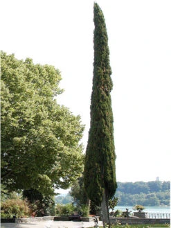 Cupressus Sempervirens 'Totem', Toscana-Zypresse -Gartenserien Laden zypresse mediterran baum 1280x1280
