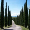 Cupressus Sempervirens 'Totem', Toscana-Zypresse