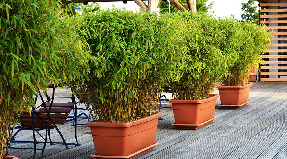 Gartenserien Laden -Gartenserien Laden 1